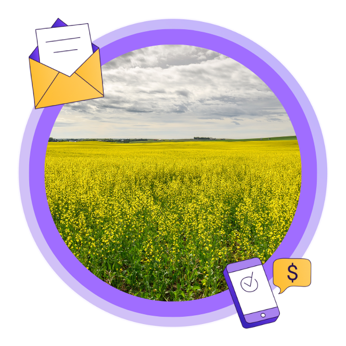 An image of a blooming canola field near Airdrie, Alberta.
