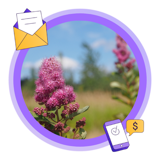 An image of a Douglas Spirea rose bush in full bloom at the Somenos Marsh Conservation Area in Duncan, BC.