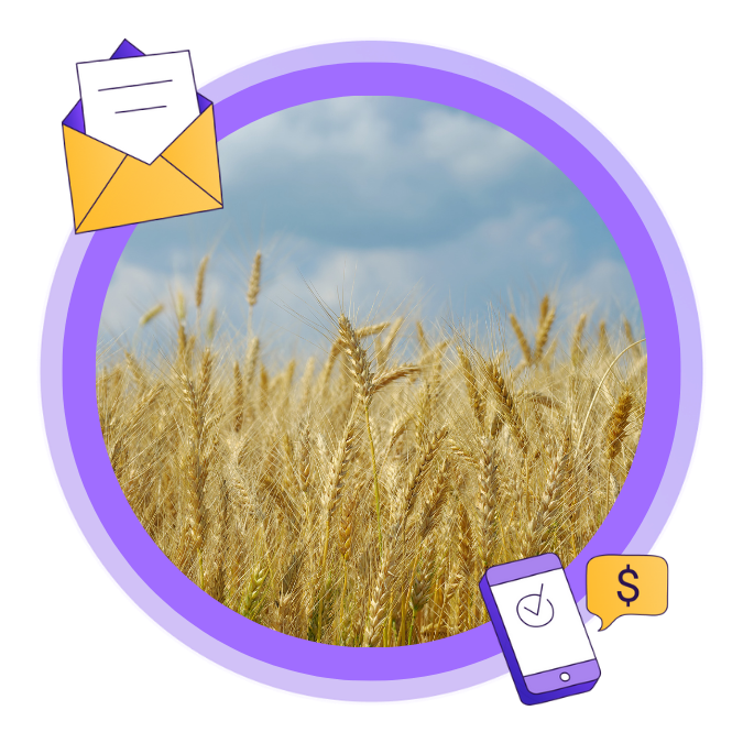 An image of barley crop in Saskatchewan